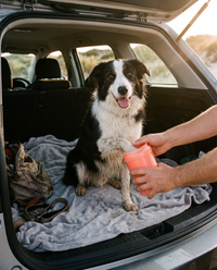 Rinse sandy paws before they get in the car