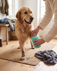 Cleaning a muddy golden retriever paw at the front door